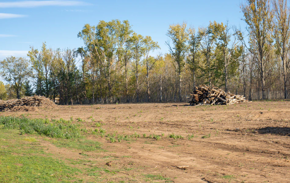 Land Clearing (1)