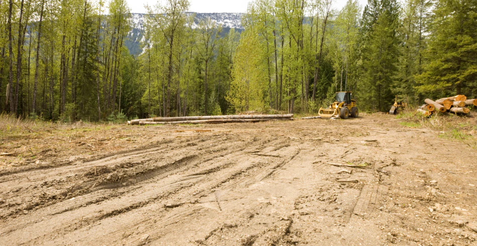 Land Clearing
