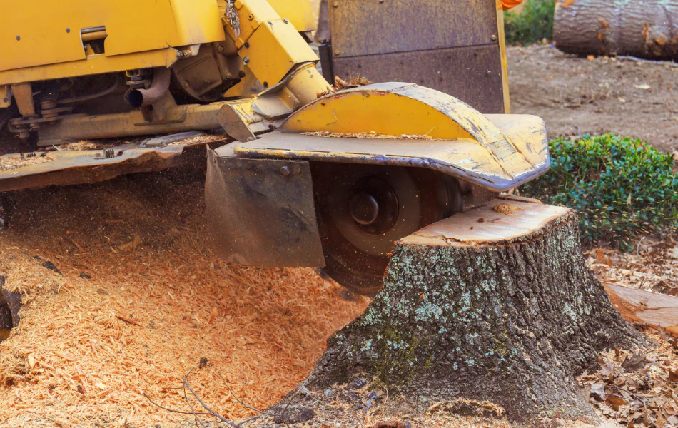 Stump Removal (1)