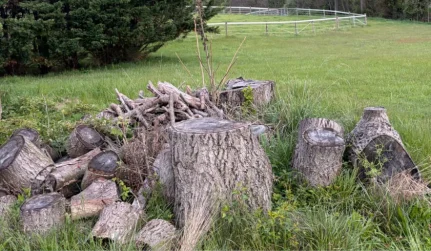 Stump Removal
